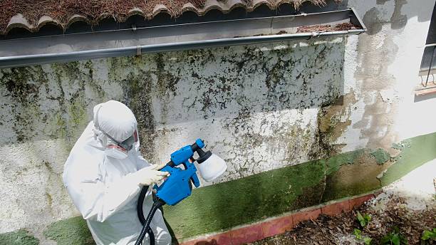 Trusted Crawl Space Mold Removal service in Boon, MI - Cheap Mold Removal
